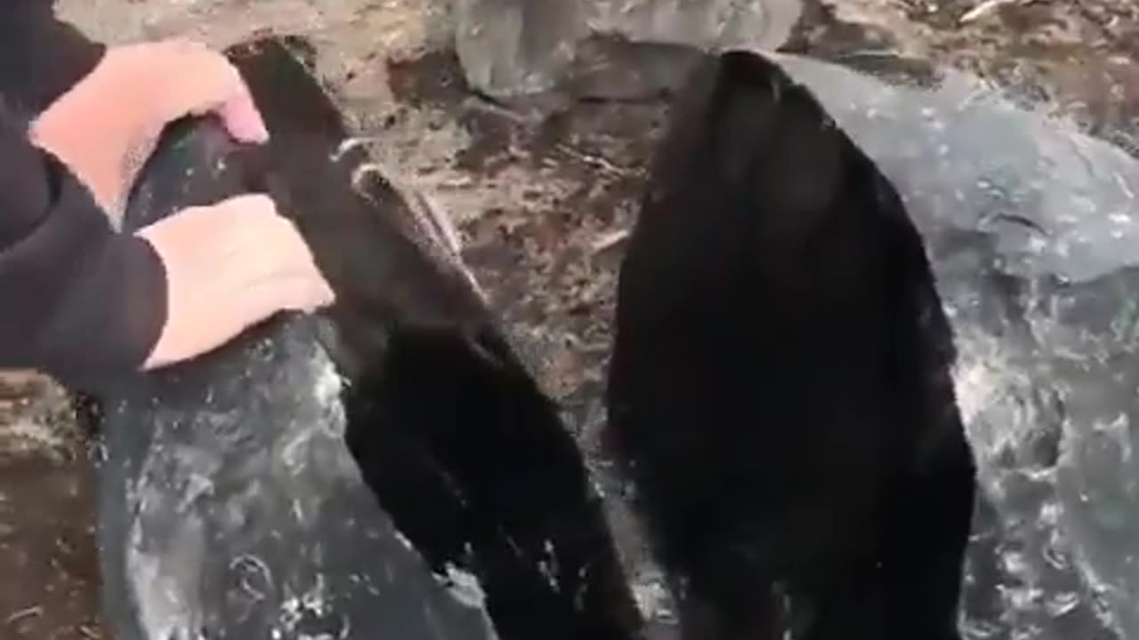 An enormous obsidian stone split in half.