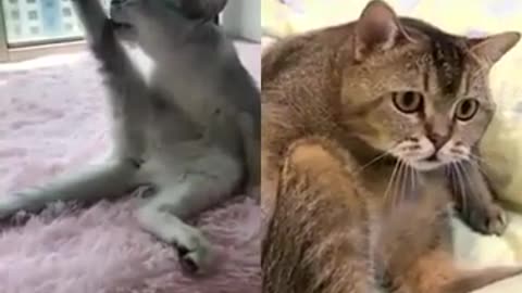Baby Cats - Funny and Cute Baby Cat Videos Compilation