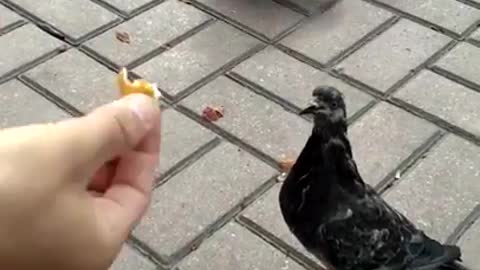 funny with pigeons. This is a must see