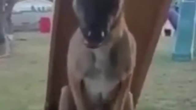 OMG Funny Dogs