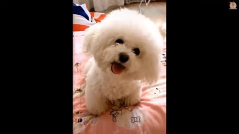 SUPER CUTE BABY ANIMALS DOG FUNNY CATS AND DOGS VIDEOS #1 (2022) - CUTEVN ANIMAL