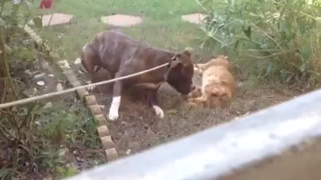 Pitbull menangkap kucing