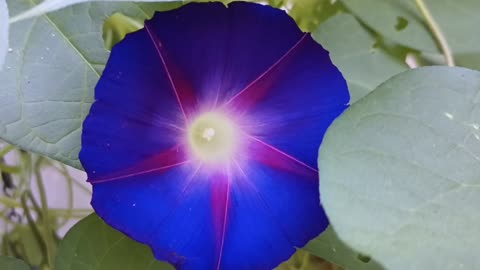 Morning Glory