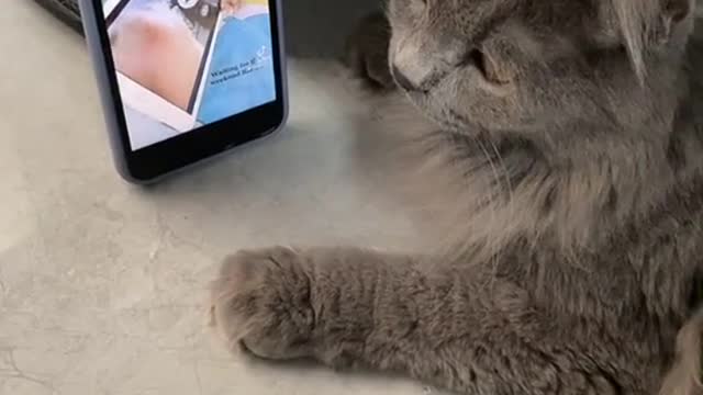 Cat dancing to music