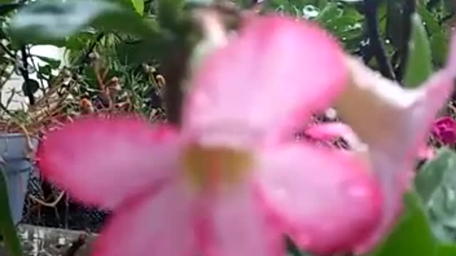 .Rain in the morning