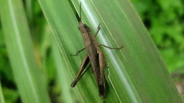 Commond grasshopper on craspedia under the sunlight on a flower with a blurry free video