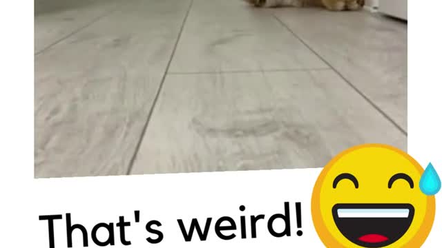 CAT IS WEIRD😅 funny animal