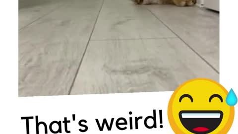 CAT IS WEIRD😅 funny animal