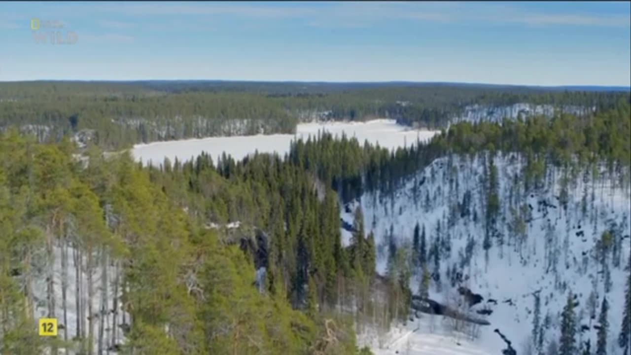 Laponia salvaje - Documental