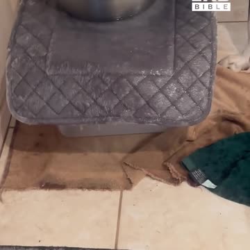 My dog has a drinking problem...