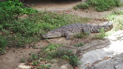 ALLIGATOR