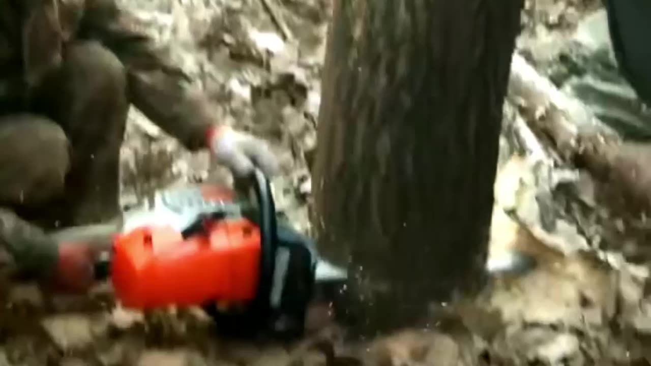 Cutting Down a Tree in the Alley: A Close Call for the Cameraman 11#shorts #lumberjack #treecutting