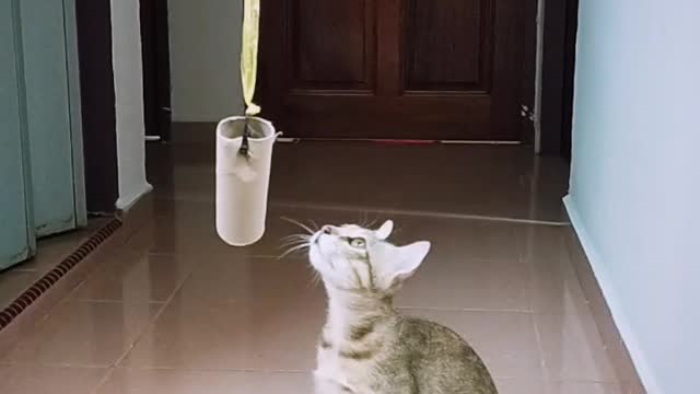 Cat playing | Cat doing Funny thing.