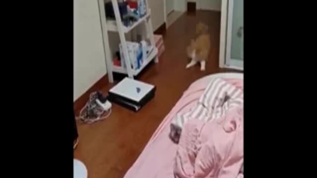 Funny video cat light