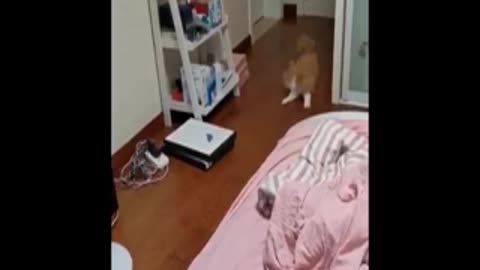 Funny video cat light