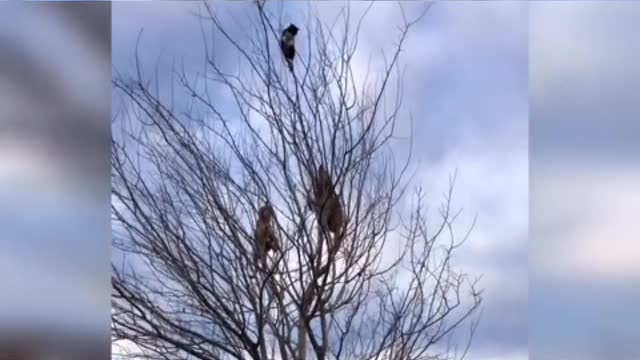 The little black cat has a long tail like a small whip, swaying from side to side