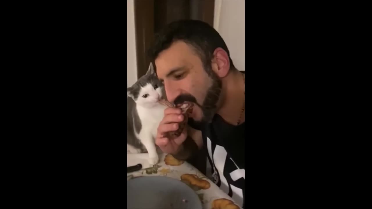 FUNNY CATS MEMES COMPILATION