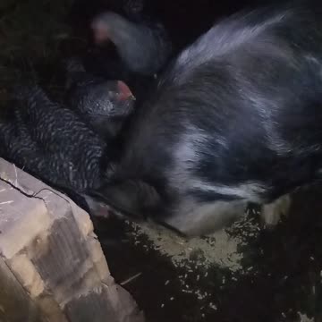 Snuck back with the Chicken Killers