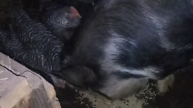 Snuck back with the Chicken Killers