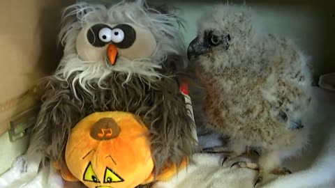 Owl=oween