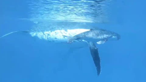 Diving photography of whales playing in the water