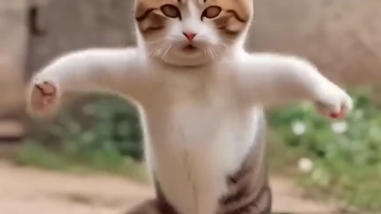 Cat funny dance