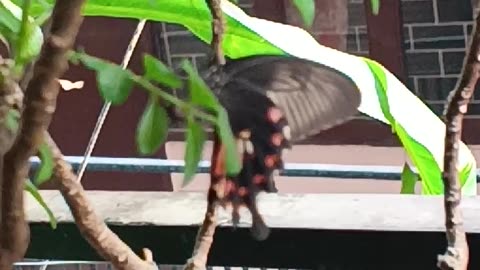 Butterfly 🦋