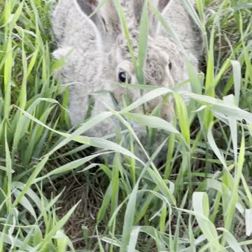 Rabbit is among grass in big golf playground