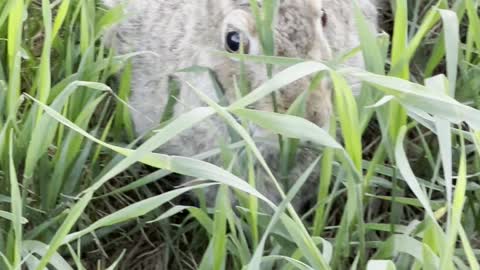 Rabbit is among grass in big golf playground