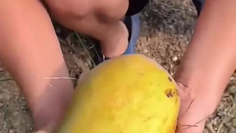 Mango Paradise