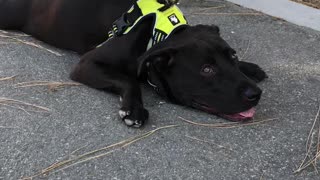 Splooting Dog Becomes One with Asphalt