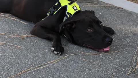 Splooting Dog Becomes One with Asphalt