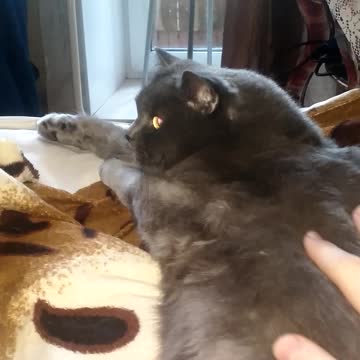 Cat growls when you stroke it!