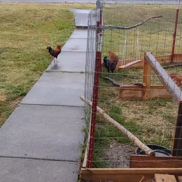 I JUST DON'T KNOW WHAT TO SAY 😂 IM USE TO STRAY CATS NOT THIS. 🤠