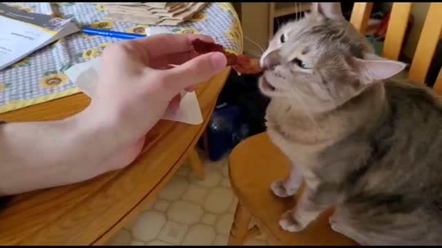 My Cat Loves Bacon!