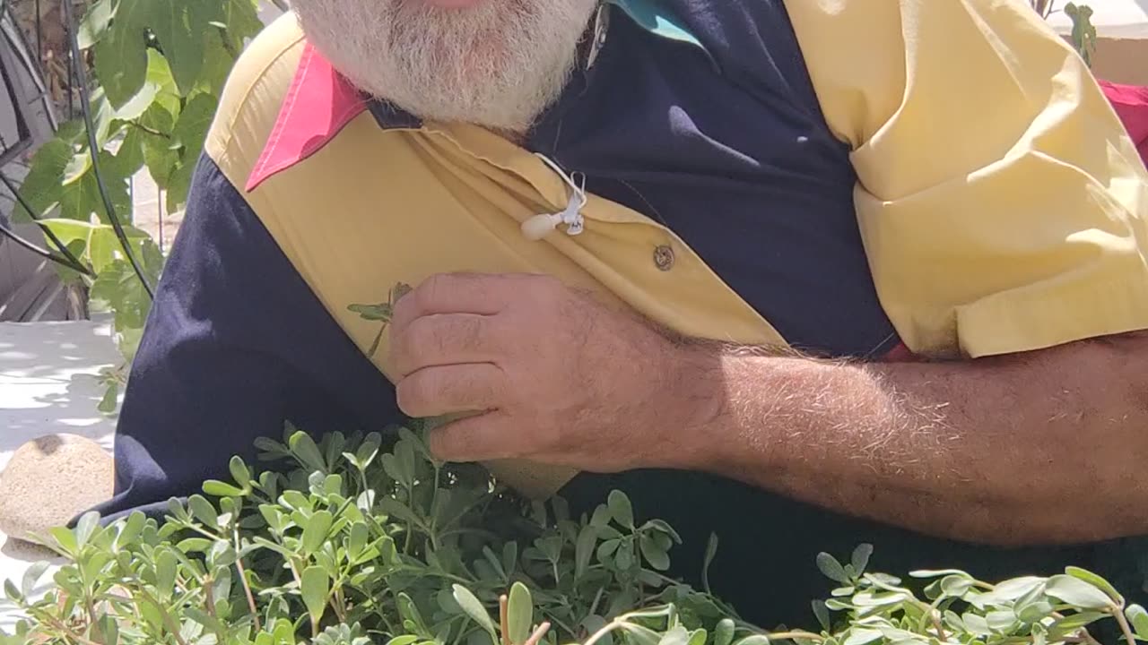 Η αντράκλα το πιο δυνατό βότανο