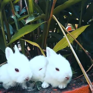 Rabbit resting on a bowl of a cute little bunny plant that is feeding