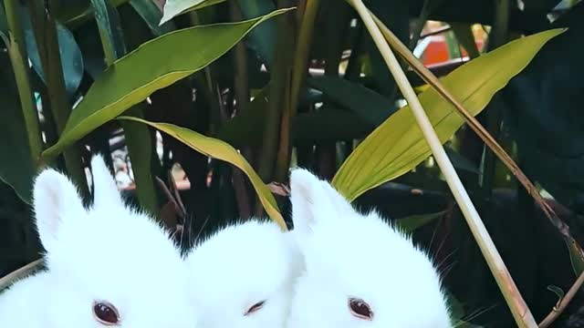 Rabbit resting on a bowl of a cute little bunny plant that is feeding