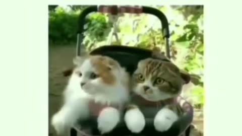 Funny cat's video