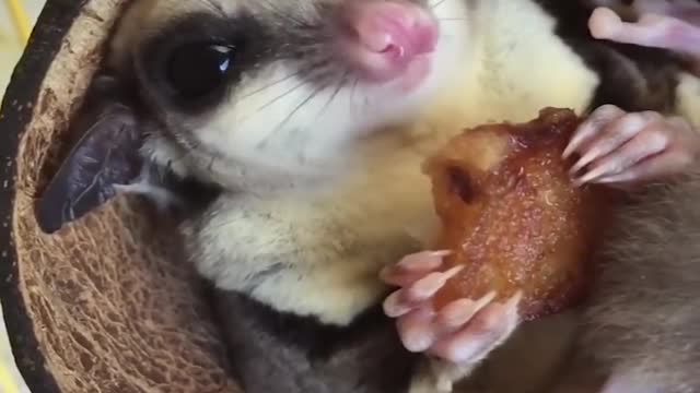 Baby Animals, Funny Parrots And Cute Birds Compilation.