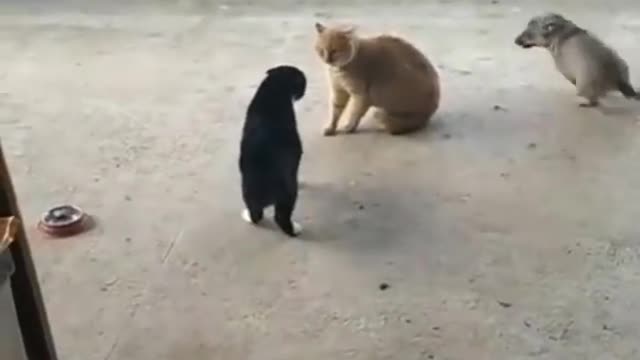 Funniest cat videos #29 - HILARIOUS!