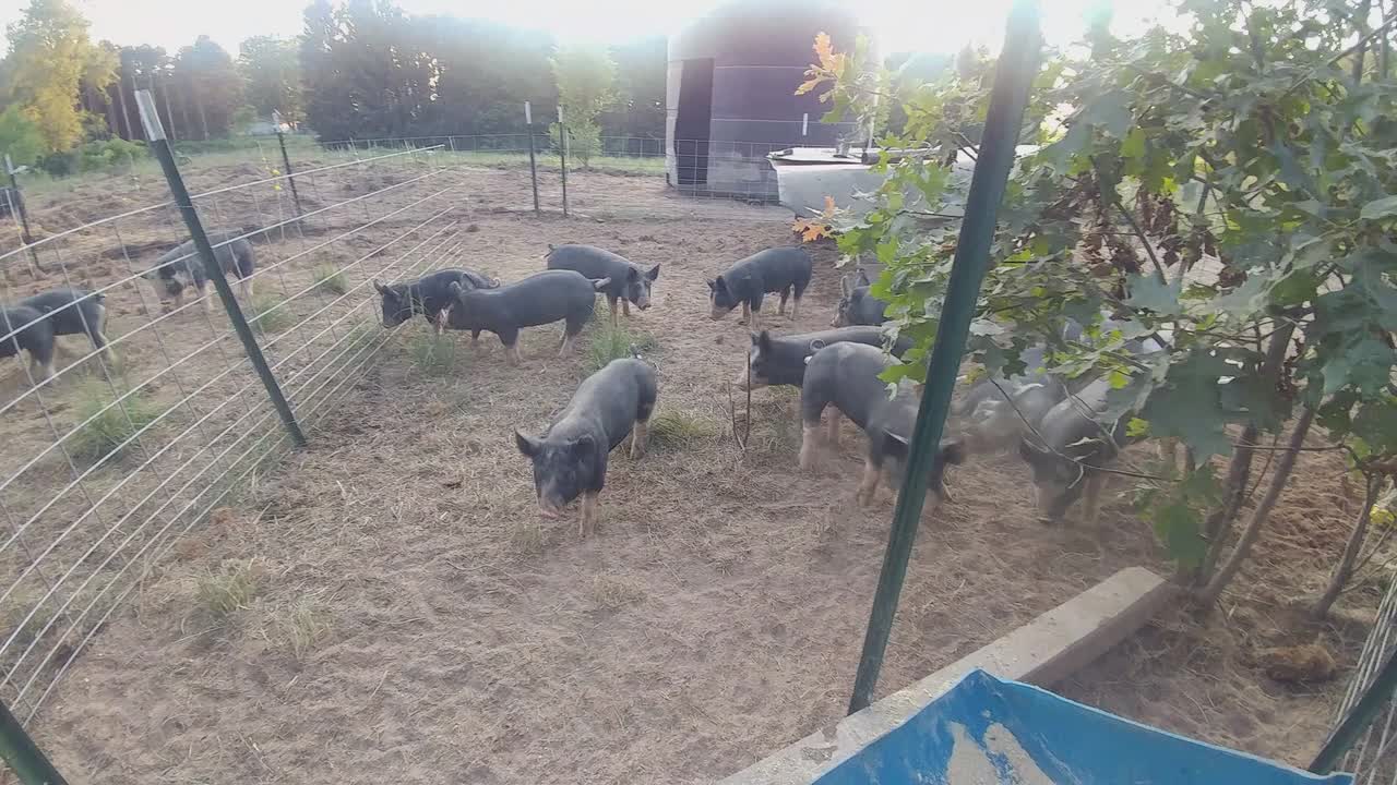 4 minutes in the weaner pen