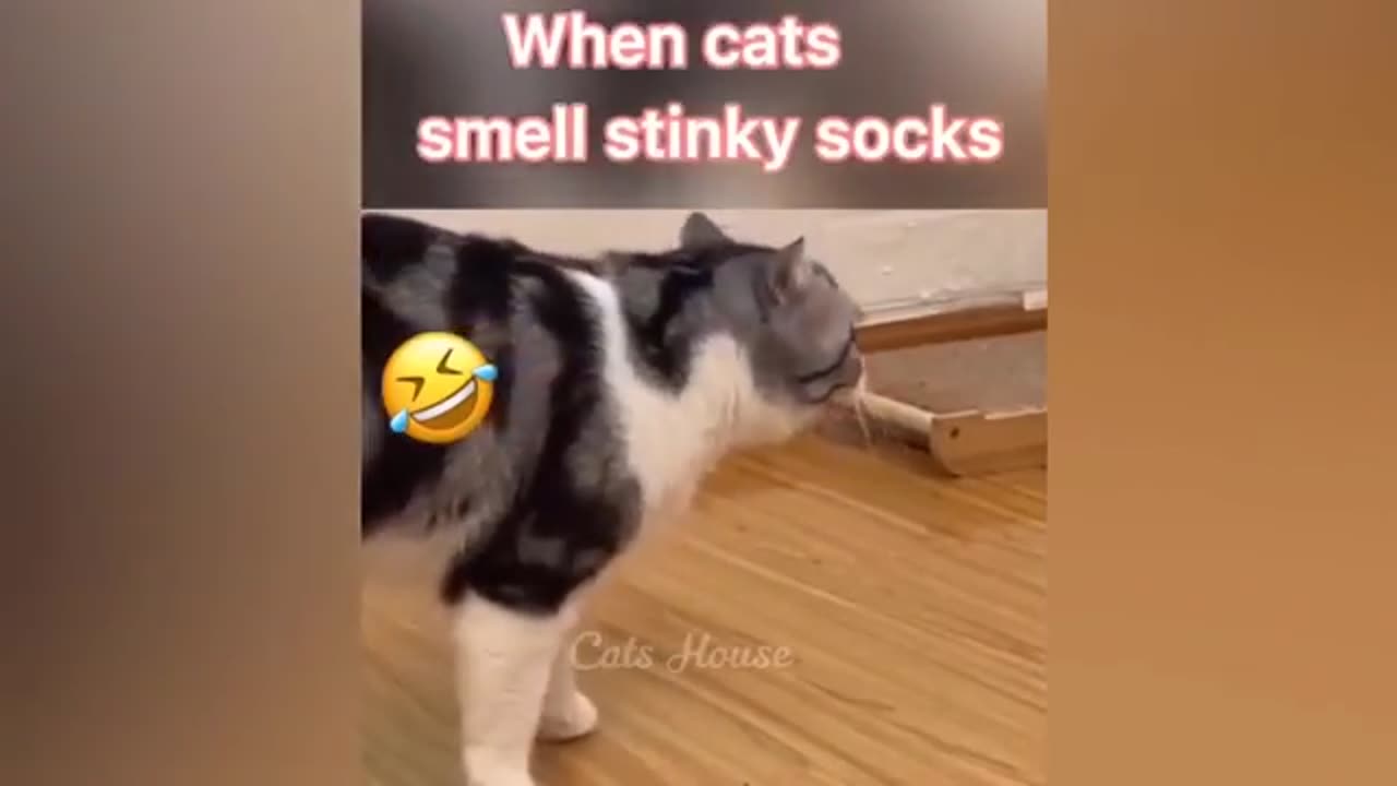 When cat smells ur stinky socks 😂😂