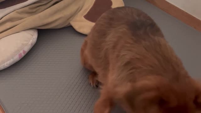 Puppies who are trained because they want to eat a snack