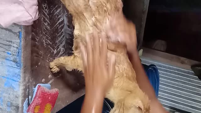 Bañando al gordito