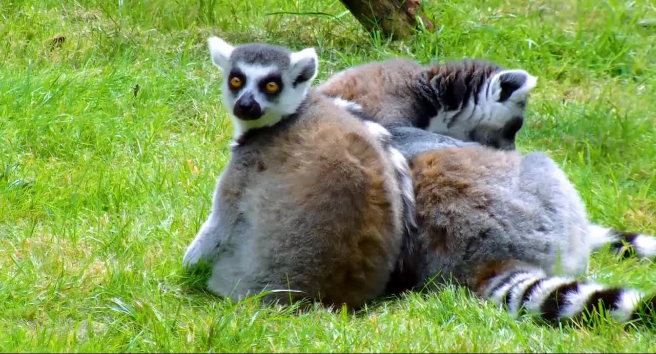 Amazing Wildlife Of Africa in.SBXHvf