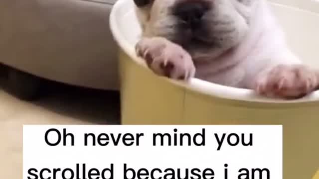 Have you ever seen such a cute dog?