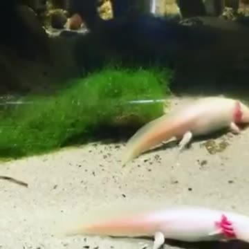 Fish enjoy