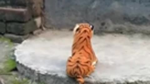 Dogs vs tiger 🐅🐅🐅🐅🐯🐯