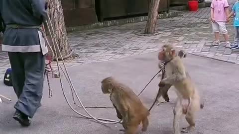 Funny monkey clip videos